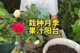 栽种月季-果汁阳台。三棵果汁阳台月季小苗分别栽种方法步骤。视频封面