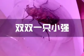 我的天，我又又又又抓到了一只蟑螂，拿来喂给这个长的#猪笼草视频封面