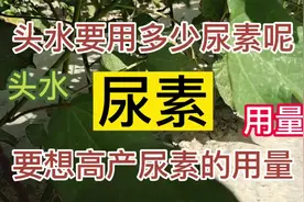 高产田头水尿素的用量及方法，#农业种植 #棉花 #农资人视频封面