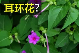 小时候的童年玩伴，你还记得吗？#童年记忆 #植物 #紫茉莉 