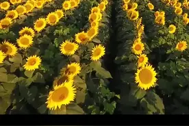 向日葵白天跟着太阳转，晚上怎么转回去？#科普 #冷知识视频封面
