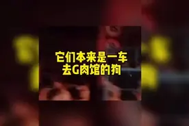 流浪狗狗来投靠你，可能他们前世是跟随你的部下#救助流浪动物视频封面