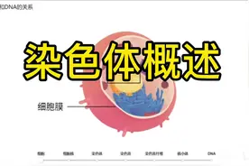 染色体概述和细胞分裂基本过程视频封面