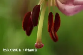《遇见你》视频封面