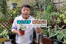 黄锦绿萝，快乐叶子，大理石皇后，都属于绿萝，栽培方法和扦插方视频封面