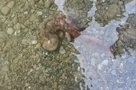发现野生娃娃鱼视频封面