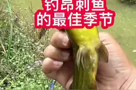 钓昂刺鱼最佳季节#dou钓鱼人 #户外垂钓 #专钓昂刺鱼 视频封面