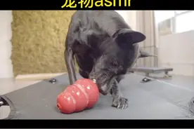 #asmr #解压 #声控 狗子舔食声视频封面