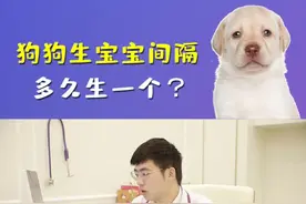 狗狗生宝宝间隔多久生一个？如果间隔时间太长一定要尽快送医#防御保健#科学养宠攻略 视频封面