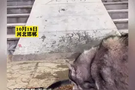10月18日，河北邯郸。拉布拉多着急出笼吃饭，结果当主人打开笼子后…网友：假装门没打开是给自己留面子！#多多 视频封面
