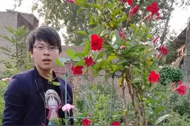 飘香藤可以四季开花，号称开花机器，但是不同品种的飘香藤，养护方法也不同视频封面