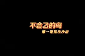 世界上最大的鸟，奔跑贼快，但不会飞，宝宝第一课却是“沙浴”！视频封面
