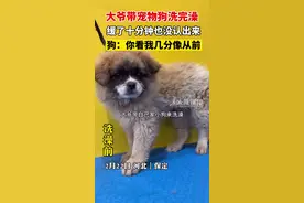大爷带自己家宠物狗洗完澡出来不认识了！ #宠物狗 一直以为自己养的狗是黑黄色的...#河北 #保定视频封面