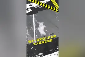 #狗子 一晚上来回奔波三趟，偷了三只#大鹅回来。网友：下雪了狗子也馋#铁锅炖大鹅 了。#济南 视频封面