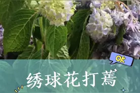 绣球花不缺水，发生垂头蔫叶，赶紧这样操作，不然会挂掉视频封面