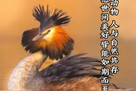 茶粉:介只凶巴巴的“水鸭子”🦆，不就是茶茶标注了拼音，我都不会读的凤头鸊鷉piti么😂#野生动物 #政务原创作者联盟 #茶茶野保法宣 视频封面
