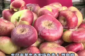 龙口纽扣蟠桃上市，直径仅有5、6厘米左右，网上每斤卖到15到20元！#烟台视频封面