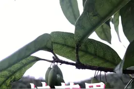桂花果能吃吗？为什么有的桂花树不结果？#抖音自然 视频封面