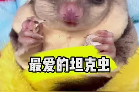 听说你们喜欢看嘟嘟吃坦克虫……😂#蜜袋鼯 #萌宠 #萌宠出道计划视频封面
