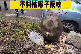 女子慷慨喂猴子，不料被猴子反咬。视频封面