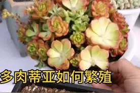 多肉蒂亚怎么繁殖，看这里#多肉植物#多肉植物养护#蒂亚#上热门#南方多肉植物园 #多肉视频封面