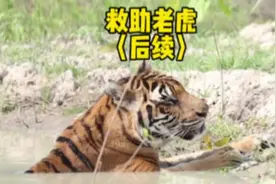 老虎珍的救助故事感动了很多朋友，故事后续来啦！#野生动物救助视频封面
