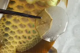 来看看传说中拔龙鳞是什么感觉#观赏鱼 #龙鱼视频封面