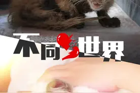 #老疯杨流浪动物救助中心 不同的世界，不同的它们，也不同的我们。视频封面