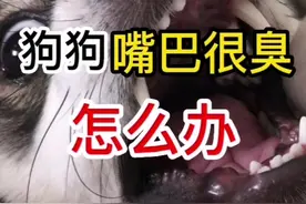 狗狗牙齿黄、嘴巴很臭怎么办#金毛 #柯基 #比熊 视频封面