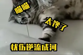 吃不到鱼的猫，嘴角流下了悲伤的泪水 #萌宠  #猫  #动物  #搞笑  @抖音短视频视频封面