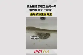 黑鱼被遗忘在卫生间一年，饿的瘦成了“蝌蚪”，最后被放生回湖里#社会百态 #萌宠 视频封面