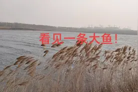 齐河南面的小湖里有大鱼！视频封面