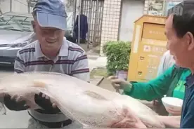 #大爷钓到了50斤重的大鳡鱼，在小区转了半天都没上楼视频封面