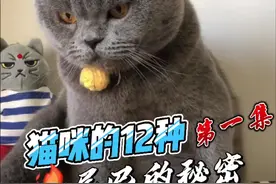 第一集丨猫咪的12种尾巴的秘密！尤其是第四种，看到要乖乖躲开，下一秒就要干架了#猫咪的迷惑行为视频封面