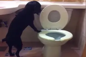 狗狗自己使用人类马桶上厕所，不仅会放下圈盖还会冲水，成精了！视频封面
