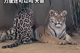 饲养员拍下有趣的一幕：“打工豹”正在给老虎“按摩”。网友感叹：“豹”生不易！（来源：MinMin）#浙江dou知道 #午间一乐视频封面