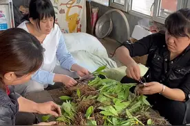 北方有草 名曰石苇 生长于悬崖峭壁之间  老百姓都叫肾精茶 男女都能喝 需要的朋友 可以下单#茶视频封面