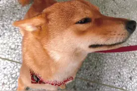 #柴犬日常 #冰墩墩☆ #柴犬表情包 打工人家打工狗😂视频封面