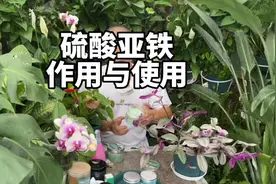硫酸亚铁正确使用方法，适合浇什么花呢，告诉你视频封面
