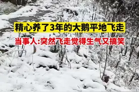 精心养了3年的大鹅平地飞走。鹅:再见了妈妈，我将远航视频封面