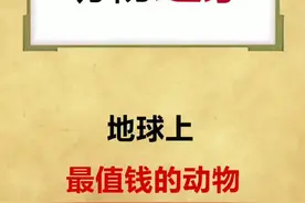你还知道其他哪些昂贵动物吗👀#地球 #值钱 #动物 #昆虫 #美好如约 #没有撤退可言 @萌宠动物园视频封面