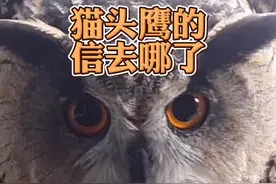 猫头鹰送信，它把魔法学院给哈利波特的信藏哪了？#俄罗斯视频封面