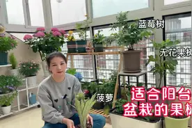 推荐阳台种植的果树，好管理少病虫害，种一年，年年都有水果摘！视频封面