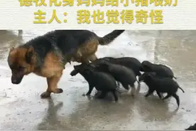 德牧化身妈妈给小猪喂奶 主人：我也觉得奇怪#狗妈妈 视频封面