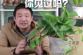 绿萝开花你见过吗？#植物 #养花 #花卉绿植 视频封面