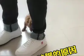 狗狗咬手咬脚的行为#宠物 #抖音小助手视频封面