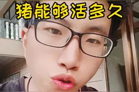 猪坚强14岁了，猪的正常寿命是多久，听完阿土哥的介绍，你会发现猪太可怜了#猪坚强 #阿土哥 #养猪视频封面