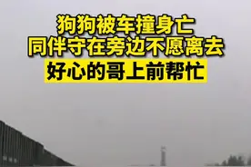 11月2日，河南安阳。狗狗守护去世同伴不忍离去，好心的哥上前相助。万物有灵，每一个生命都值得被尊敬！视频封面