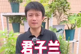 君子兰专用土，自己也可以配制。#君子兰栽植方法 #种植小技巧 #阳台种花 #来抖音学农技 #新农人计划20222视频封面