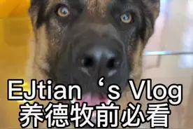 养德牧前必看！别因一时兴起而悔恨莫及！理智养宠！#德牧leo #ejtian #养狗必看 #养德牧前必看 #狗子与我